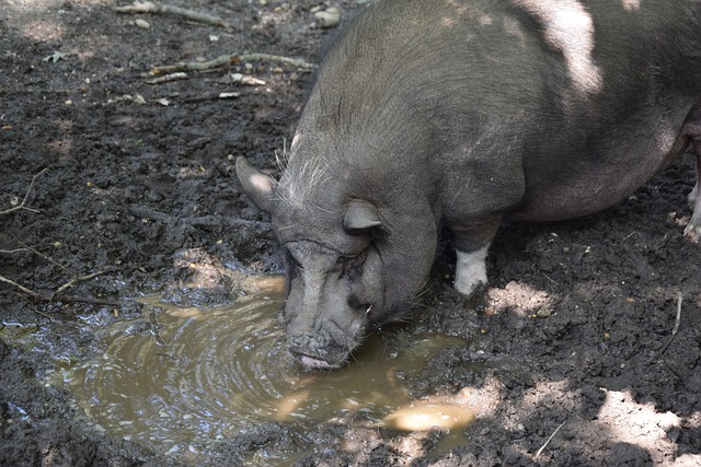 在德甲的长 在德甲的长